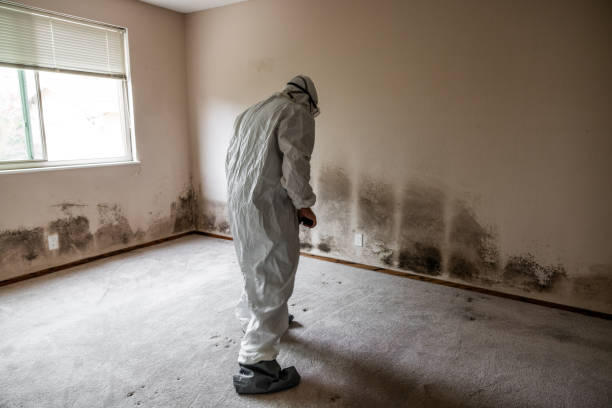 Best Commercial Mold Inspection  in Fairmont, WV